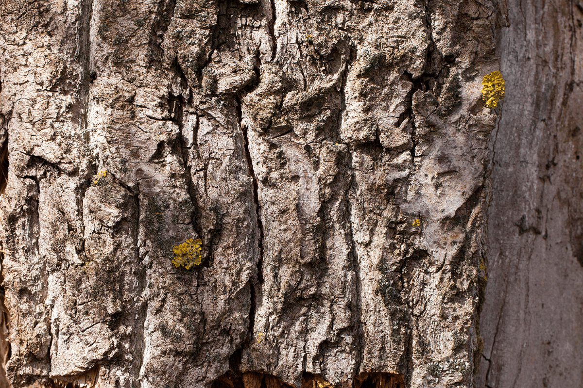 Structural Instability Treemendous Tree Care Michigan
