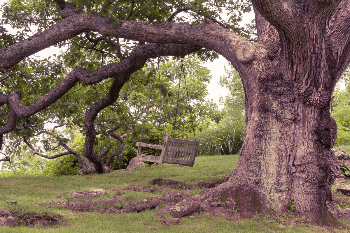 Root Compaction or Decay Treemendous Tree Care Michigan