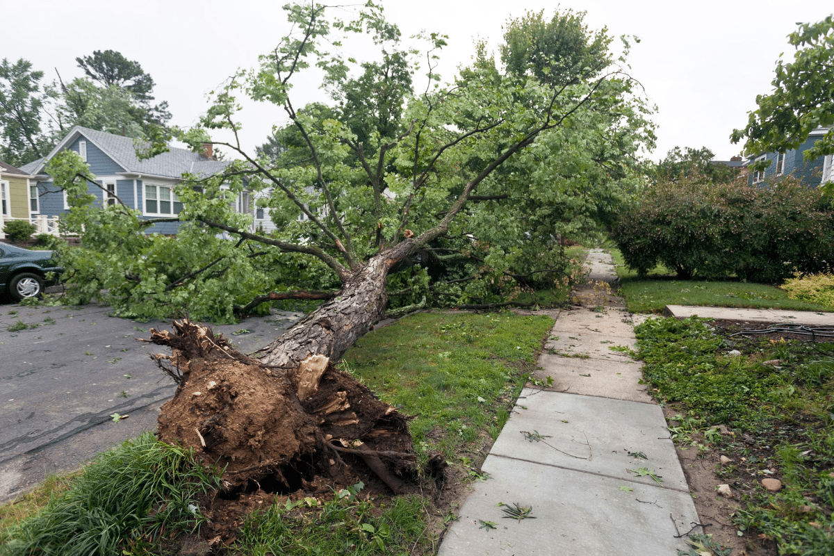 Storm Damage Treemendous Tree Care Michigan