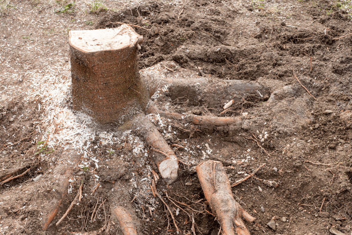Root Tree Stump Grinding Services Treemendous Tree Care Michigan