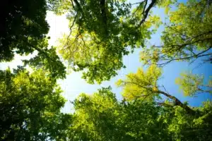 Tree Care Knowledge Base Treemendous Tree Care Michigan