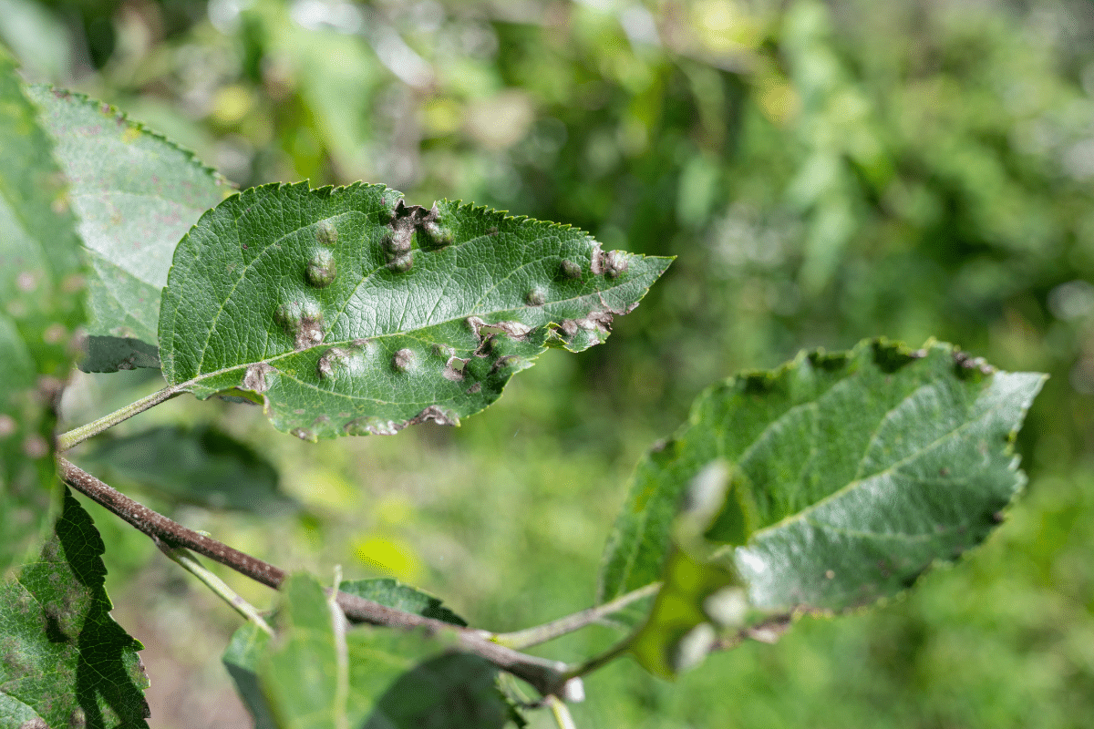 Spots or Blotches on Leaves Treemendous Tree Care Michigan