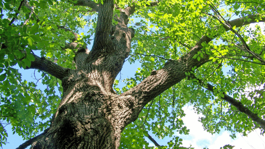 Oak Tree Care and Service Guide MI Treemendous Tree Care