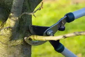 Tree Timming and Pruning Treemendous Tree Care Michigan