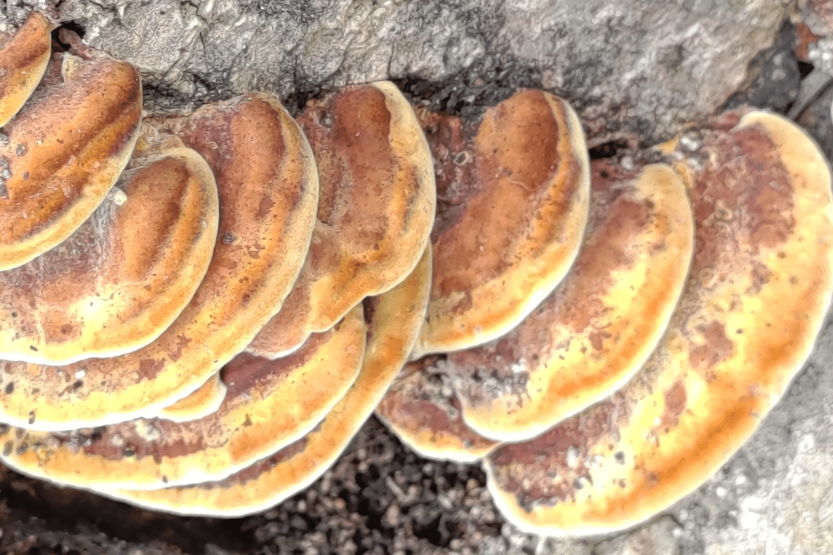 Mushrooms Growing Around the Tree Treemendous Tree Care Michigan