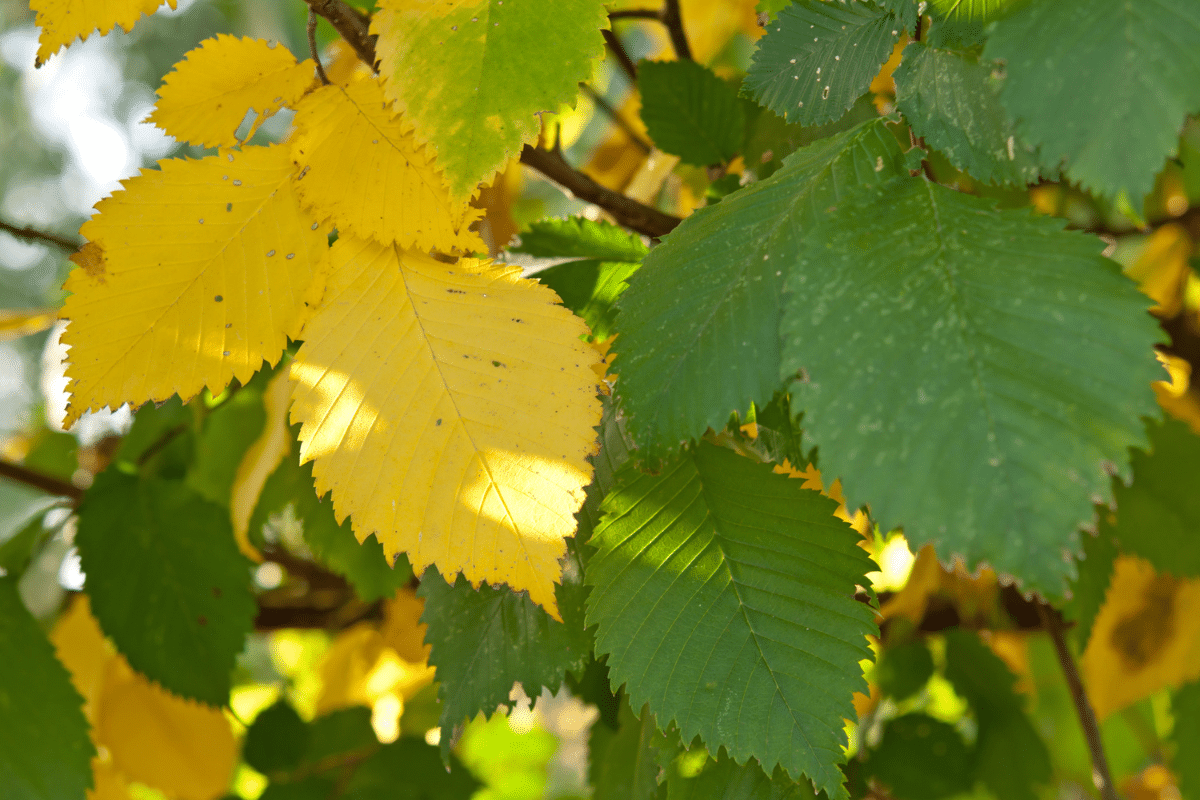 Small or Yellowing Leaves Treemendous Tree Care Michigan
