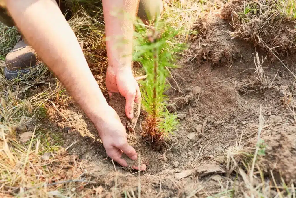Arborist Certified Licensed Insured Treemendous Tree Care Michigan