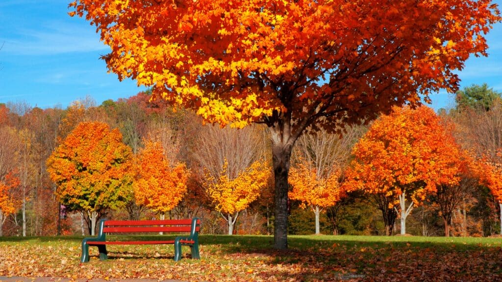 Local Park Maple Tree Care Treemendous Tree Care SE Michigan