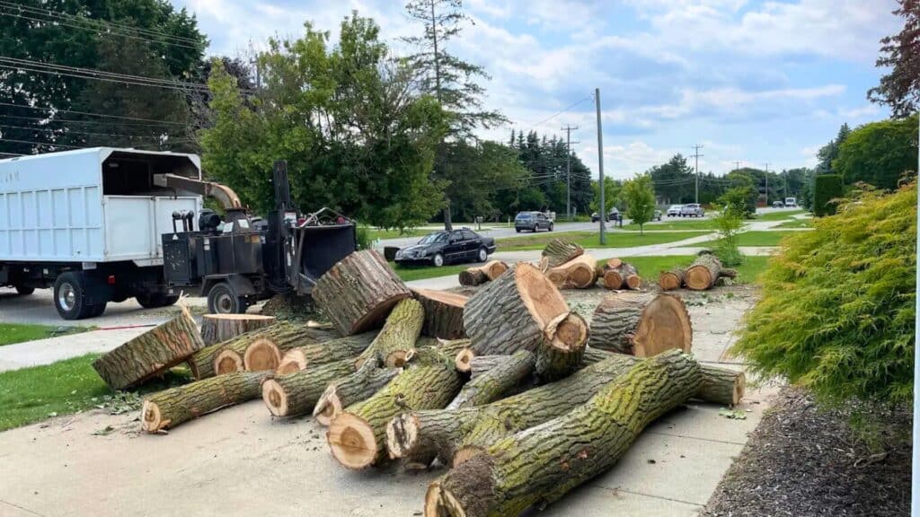 5 Signs a Tree on Your Property Needs to Come Down Tree Removals Treemendous Tree Care MI