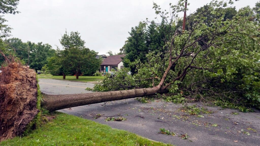 Storm Damage in Southeast Michigan What to Do Before the Crew Arrives Tree Damage From Storm Treemendous Tree Care MI