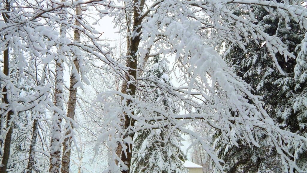 Preparing Your Trees for a Michigan Winter Snow Covered Trees Susceptible To Damage Treemendous Tree Care MI
