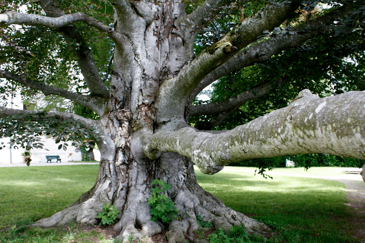 Cavities Treemendous Tree Care Michigan