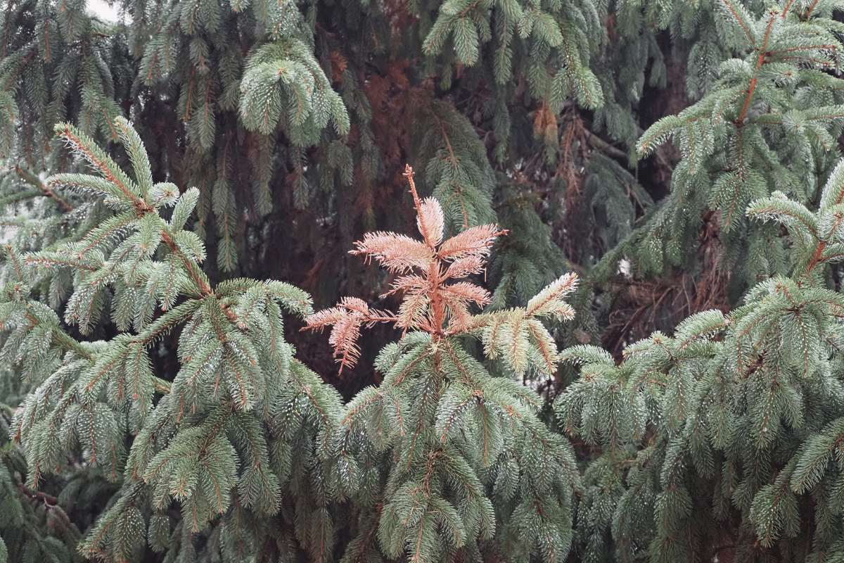 Crown or Branch Dieback Treemendous Tree Care Michigan