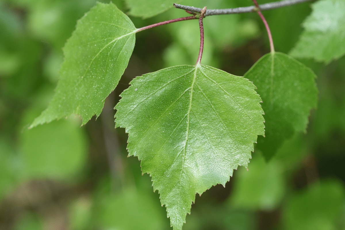 Health Safety Inspection Tree Care Treemendous Tree Care Michigan