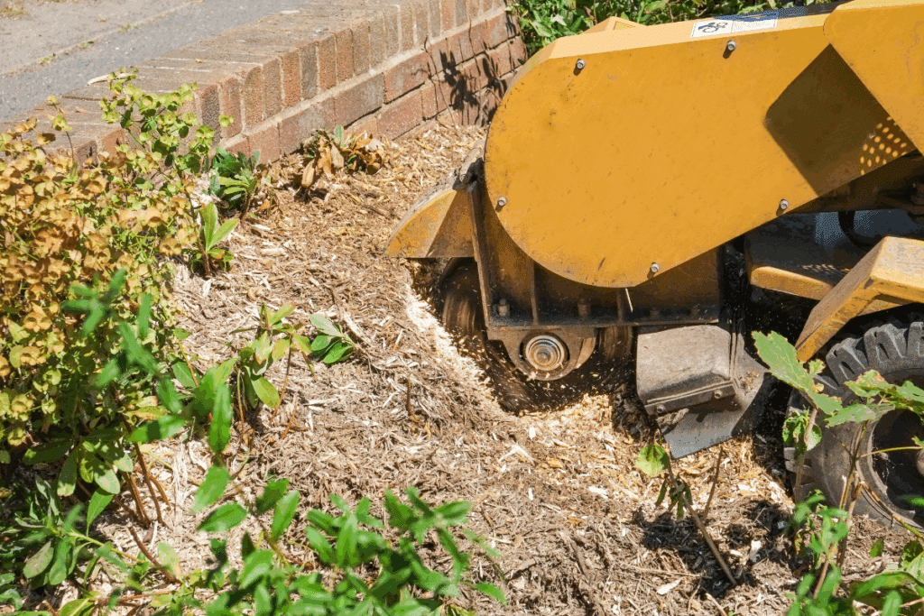 Local Expert Tree Stump Grinding Services Treemendous Tree Care Michigan