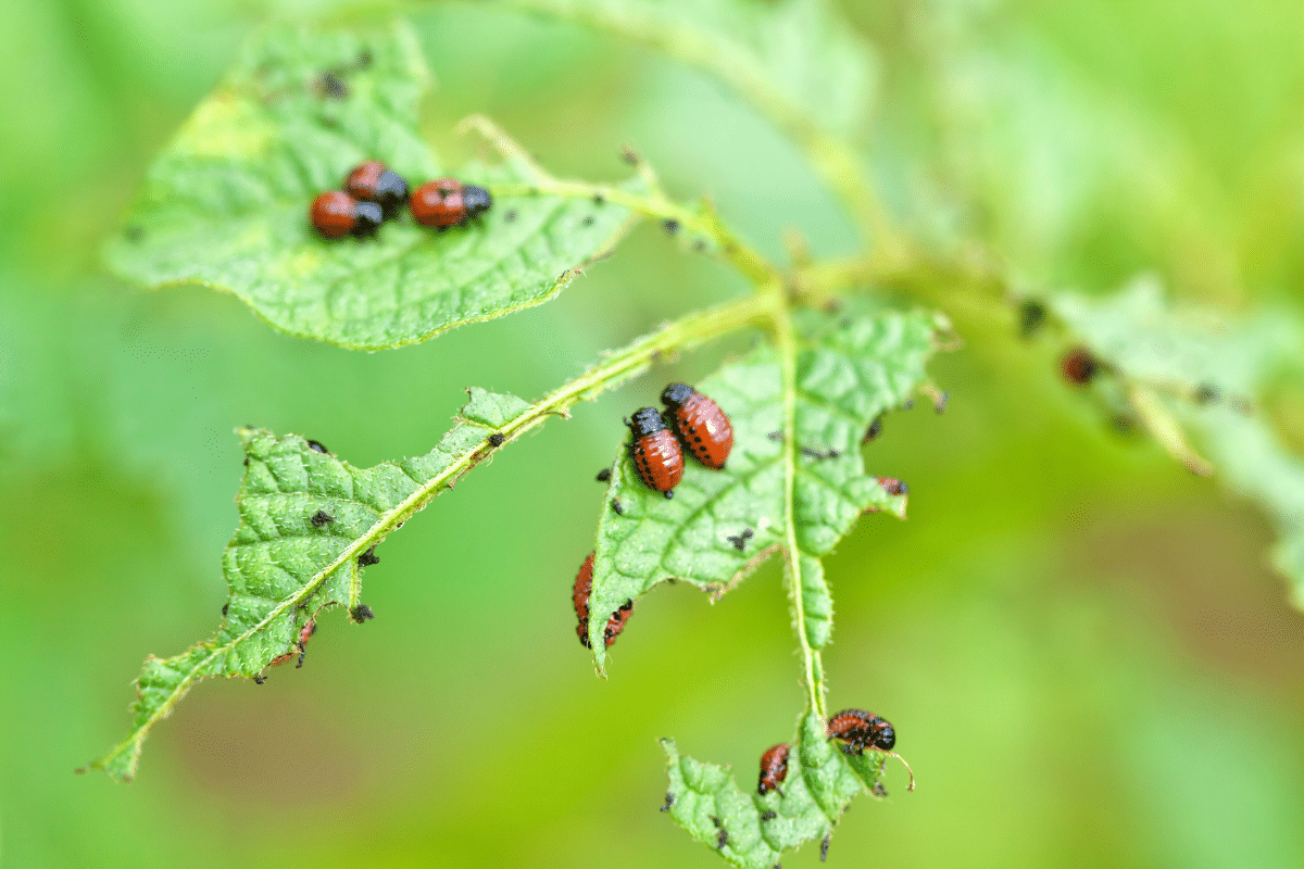 Pests Control Treemendous Tree Care Michigan