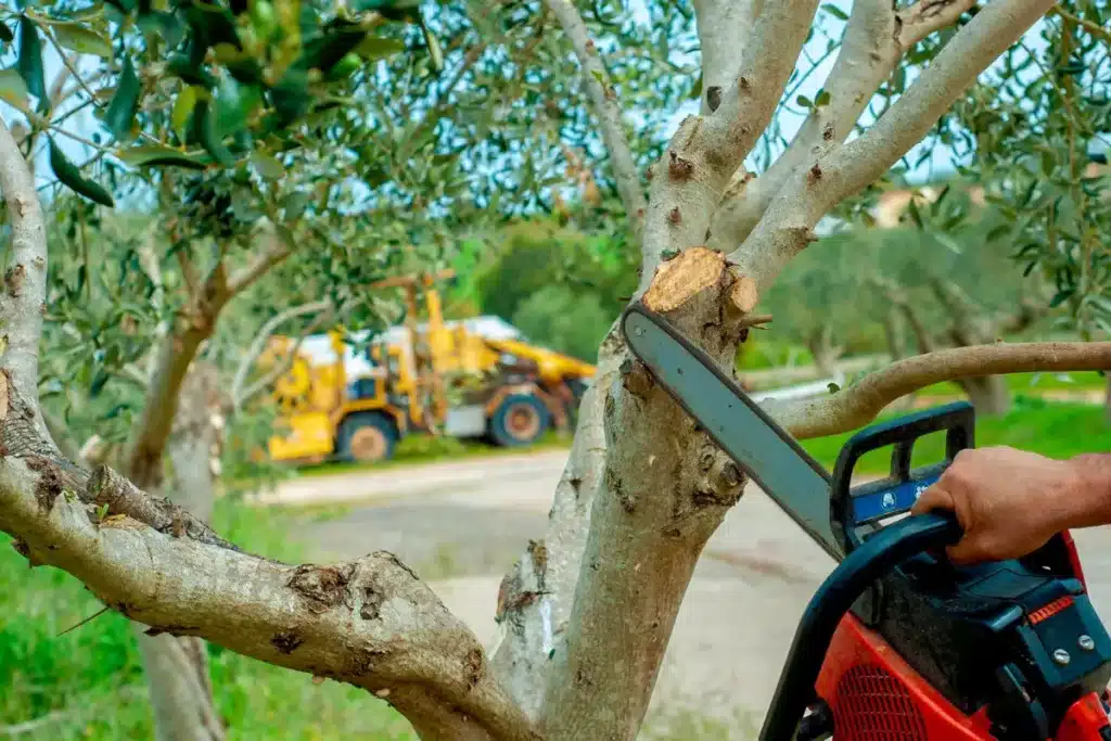 Tree Trimming Treemendous Tree Care Michigan