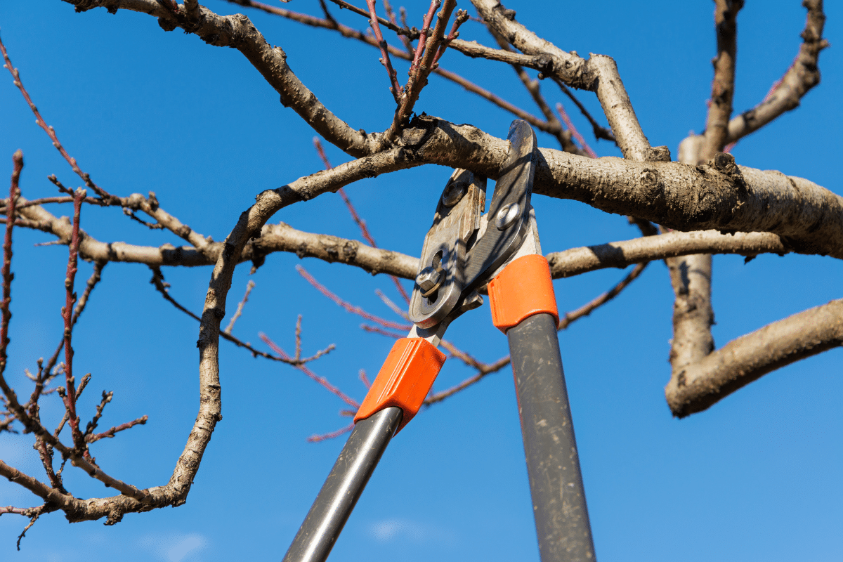 Trimming and Pruning Experts Tree Care Treemendous Tree Care Michigan