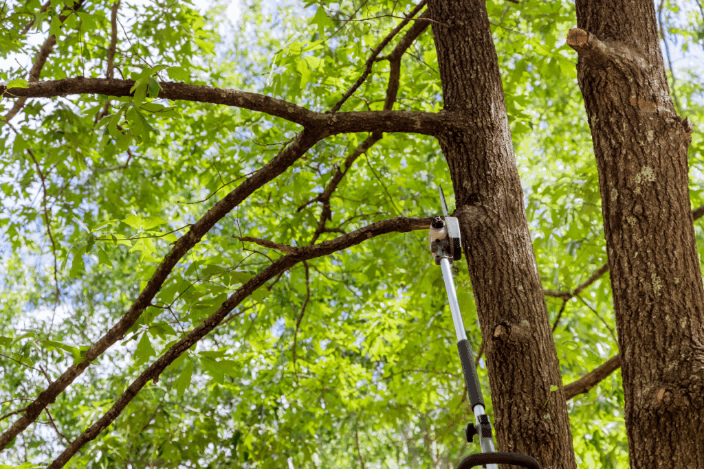 Best Season to Trim or Remove and Oak Tree Treemendous Tree Care Michigan Maintenance (1)