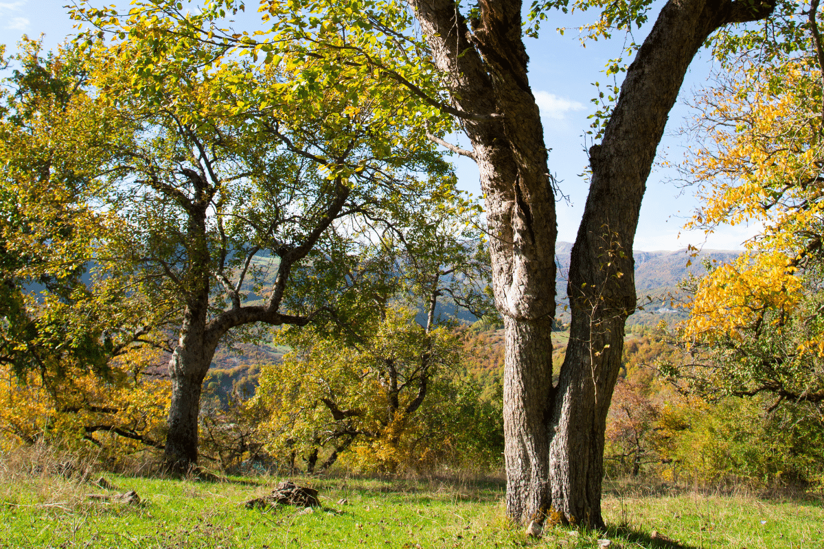 Codominant Twin Trunks Service Treemendous Tree Care Michigan