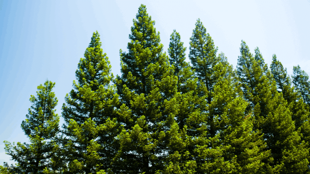 Pine Tree Care and Service Guide MI Treemendous Tree Care