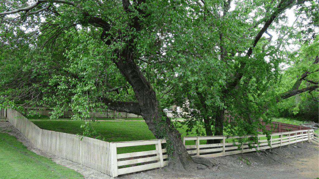 Overgrown Leaning Tree Treemendous Tree Care