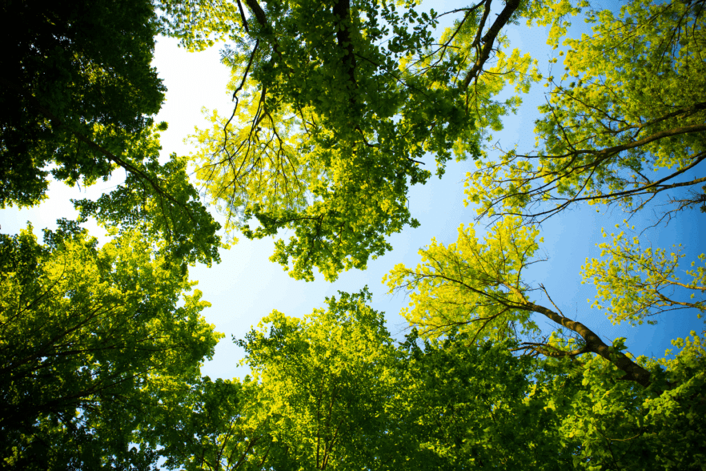 Treemendous Tree Care Tree Care for Trees