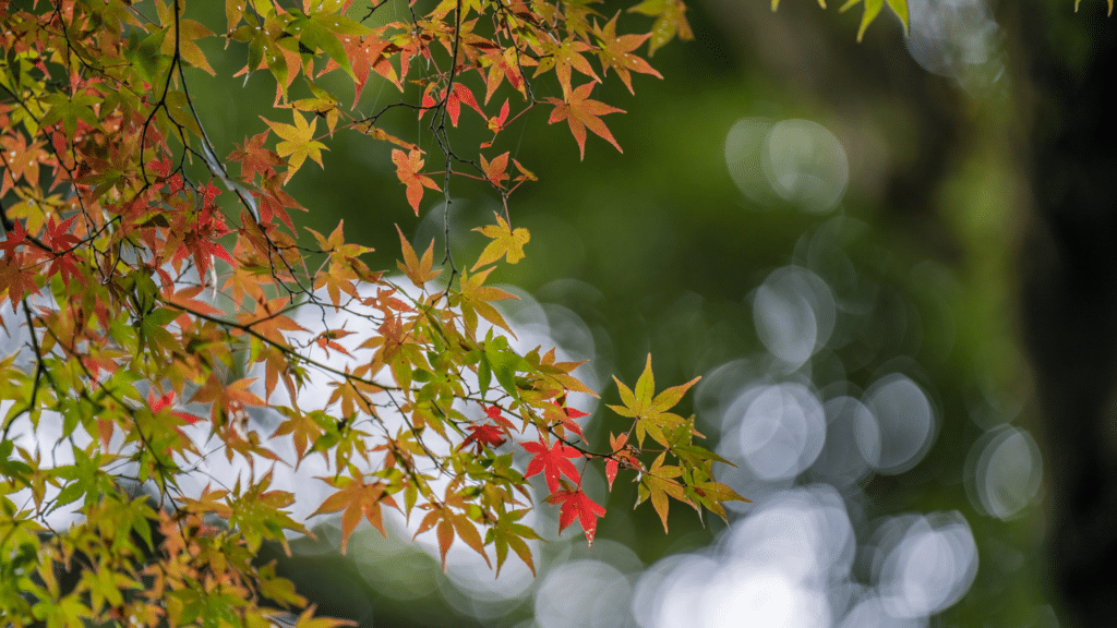 Treemendous Tree Care Japanese Maple Tree
