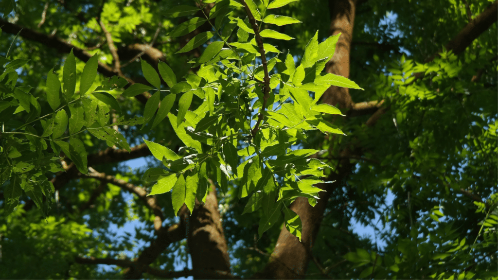 Treemendous Tree Care Ash Tree Care in Michigan
