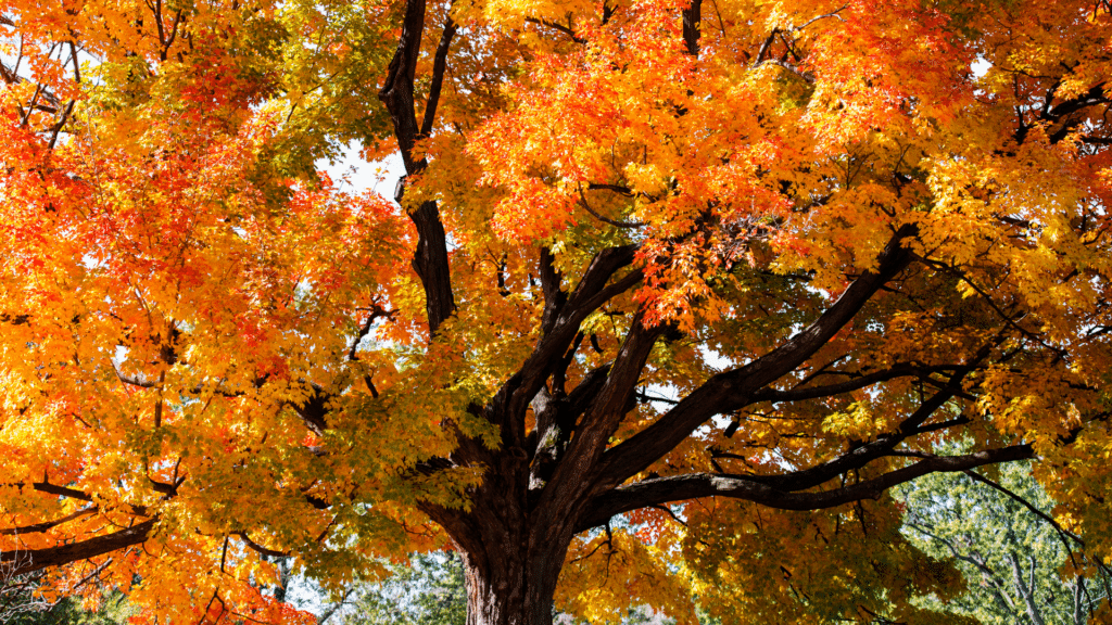 Treemendous Tree Care Sugar Maple Tree in the Fall with Yellow Leaves
