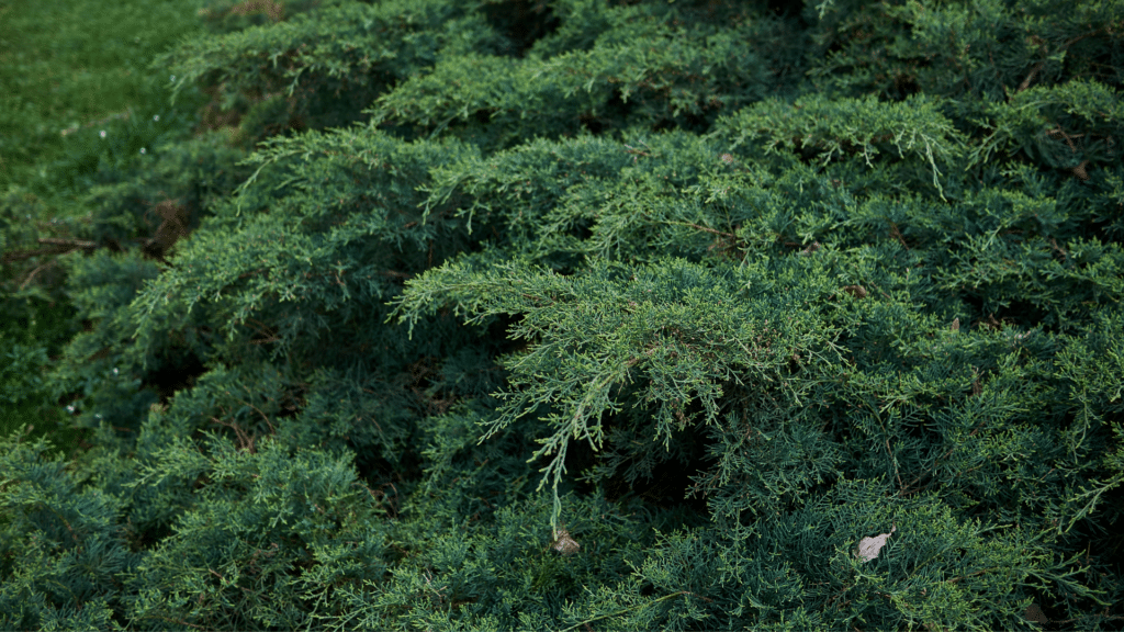 Eastern Red Cedar Up Close in Michigan Treemendous Tree Care