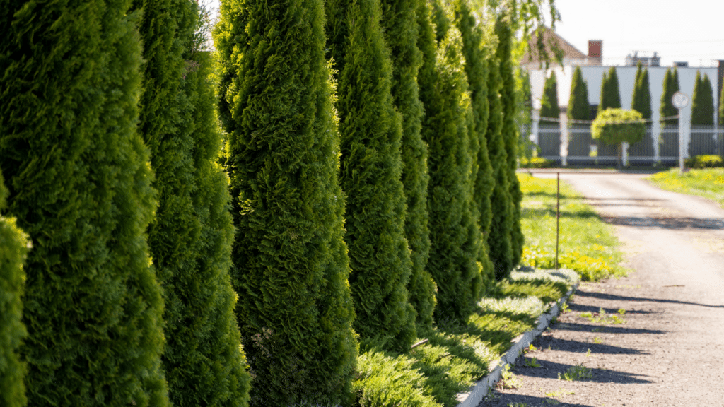 Treeemendous Tree Care Northern White Cedar Trees in a Row in Michigan