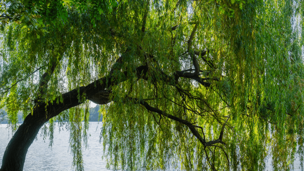 Treemendous Tree Care Salix Babylonica Weeping Willow Tree Hanging Over a Lake