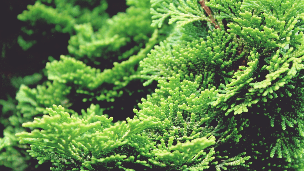 Cyprus Tree Close Up Caring for Cyprus Trees Treemendous Tree Care