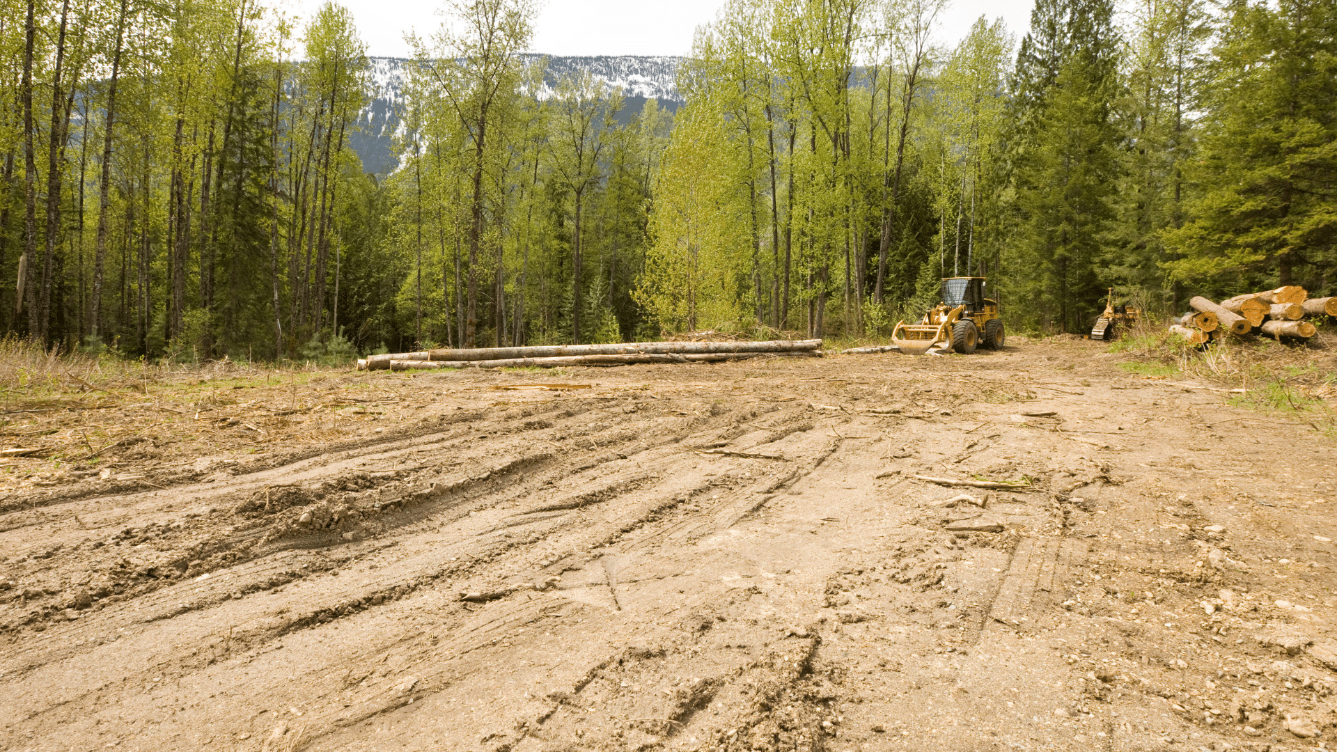 Leveling and Grading Excavation Treemendous Tree Care LLC