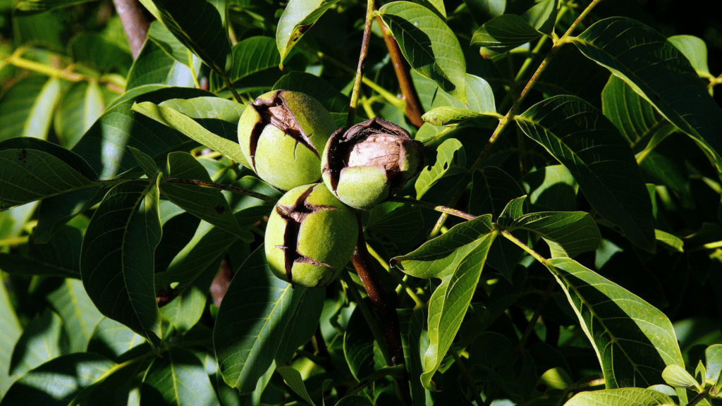 Treemendous Tree Care Walnut Tree with Walnuts