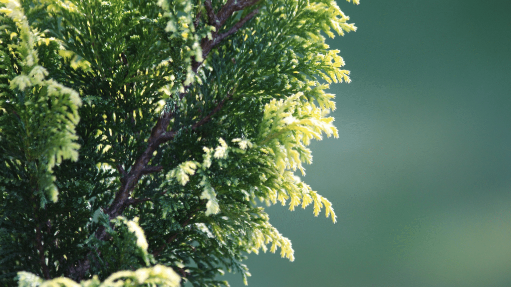 Trees That We Care for Cyprus Trees Treemendous Tree Care