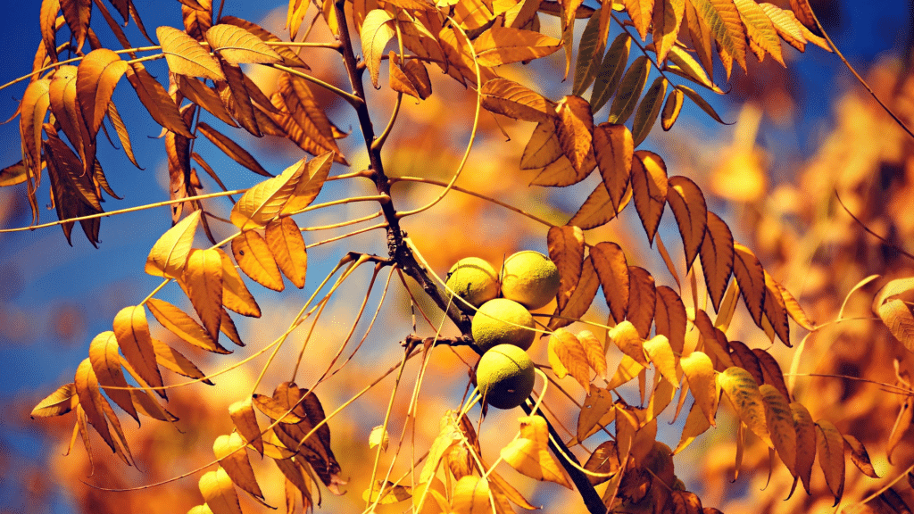 Walnut Tree in the Fall Treemendous Tree Care LLC