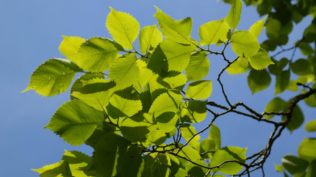American Elm Tree Treemendous Tree Care LLC
