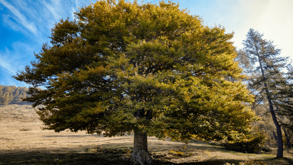 American Elm Trees We Care For Treemendous Tree Care LLC