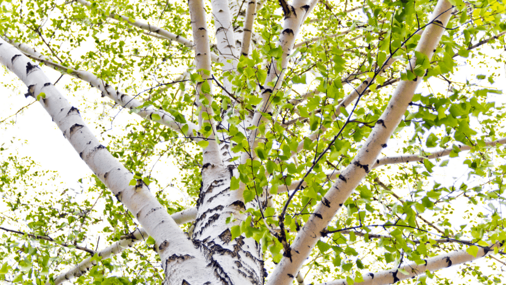 Birch Tree looking up Treemendous Tree Care LLC
