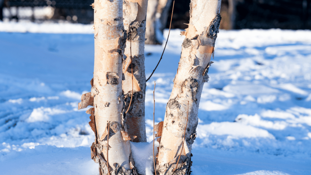 Treemendous Tree Care LLC Birch Trees in the Snow