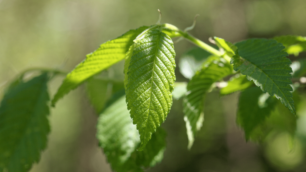 Treemendous Tree Care LLC Elm Tree Close Up