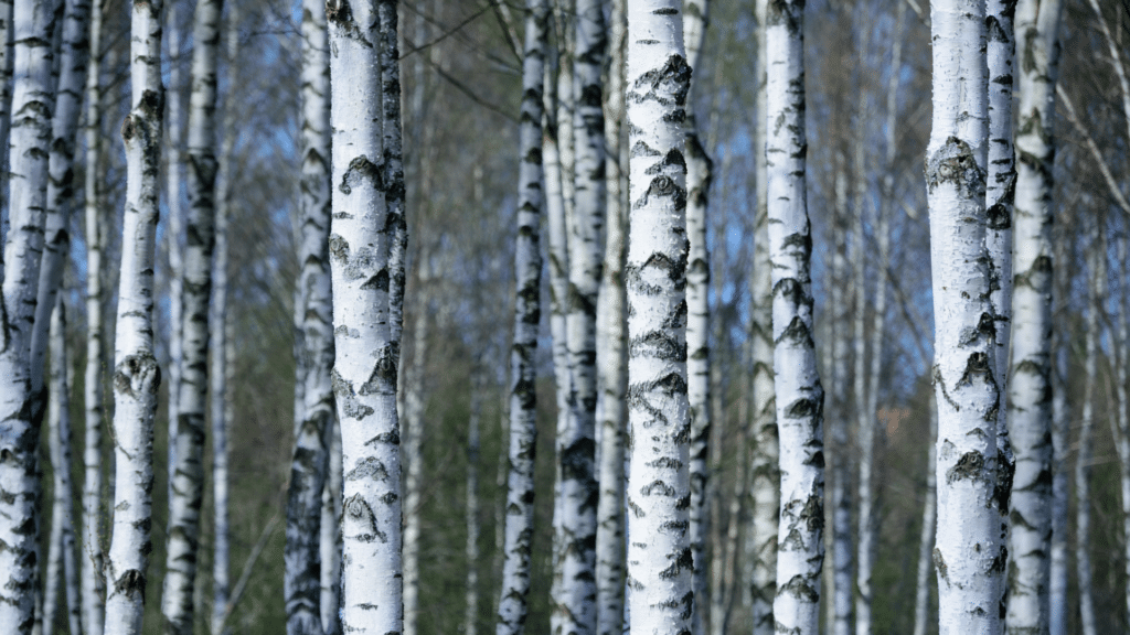 Treemendous Tree Care LLC Forest of Birch Trees