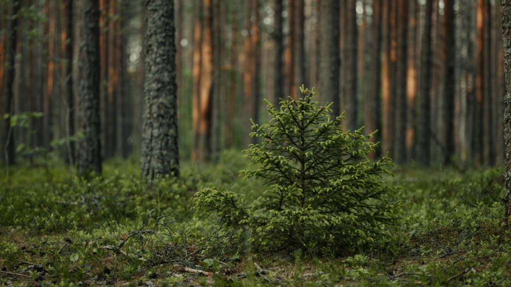 Young Spruce Tree Treemendous Trees We Care For