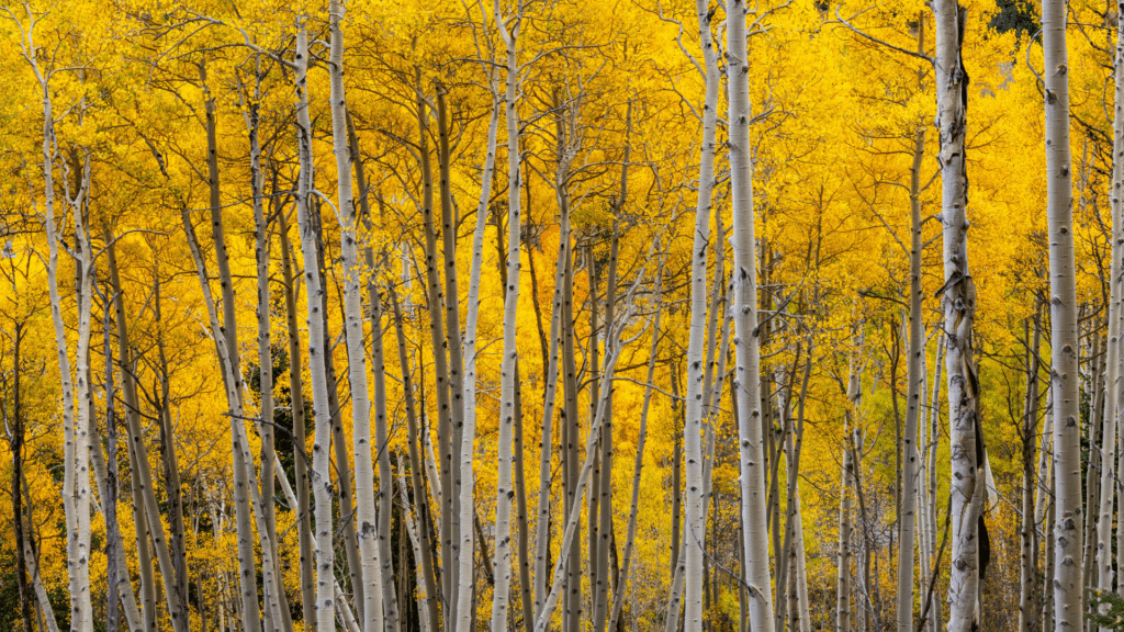 Quaking Aspen Trees in the Woods in Michigan Treemendous Tree Care LLC