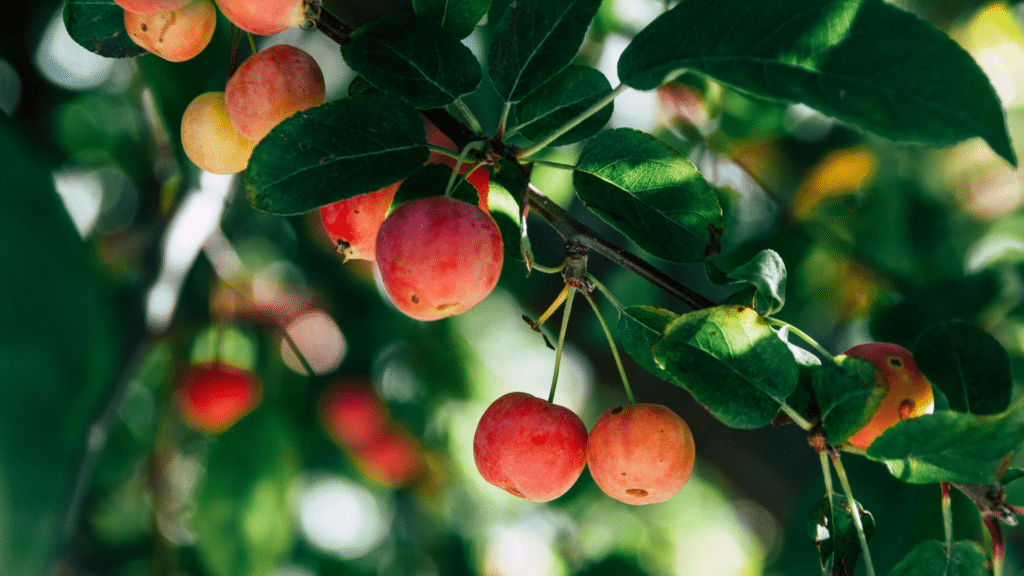 Sweet Crabapple Tree Crab Apples Up Close Treemendous Tree Care LLC