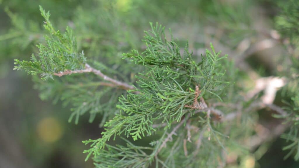 Southeast Michigan Tree Species Guide Eastern Red Cedar Treemendous Tree Care