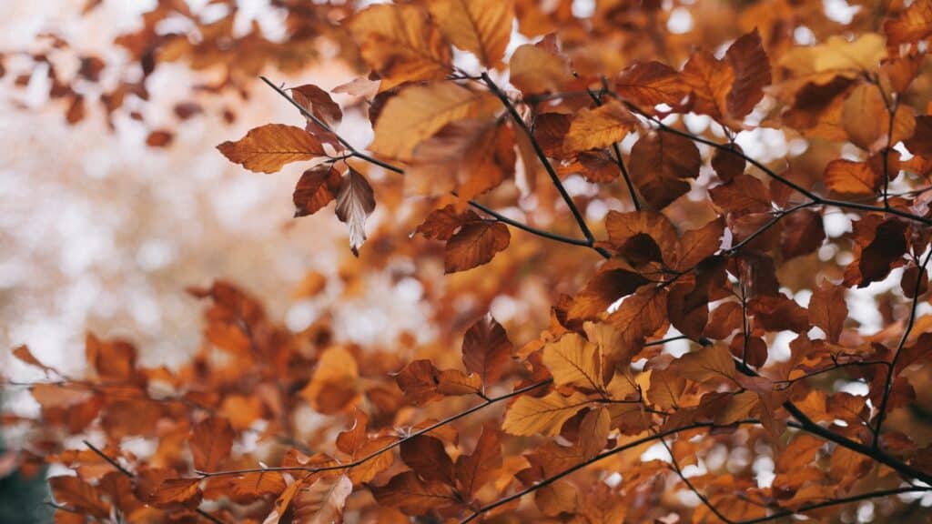 Why Are My Tree's Leaves Turning Brown in Summer Brown Summer Tree Leaves Michigan Treemendous Tree Care