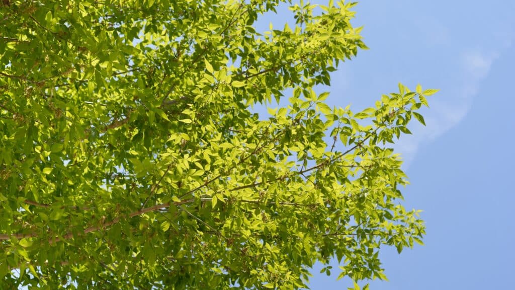 Trees We Care For Boxelder Maple Tree Treemendous Tree Care MI